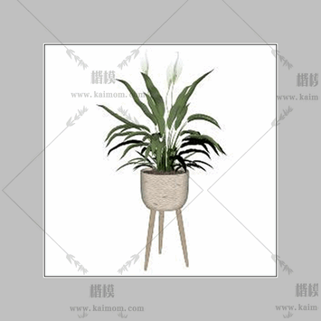 绿植盆栽6-1