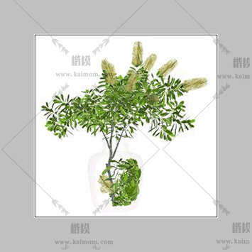 玻璃植物花瓶2-1