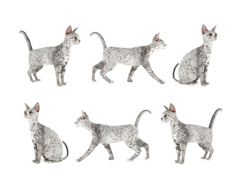 动物_宠物_家禽SU模型下载-1