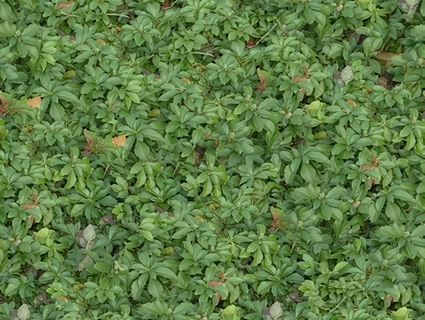 草皮地面无缝贴图下载-1