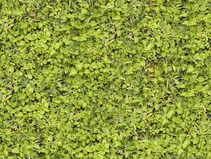 草皮地面无缝贴图下载-1