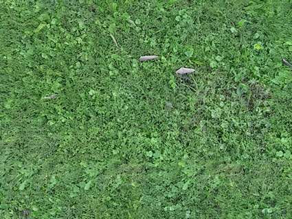 草皮地面无缝贴图下载-1
