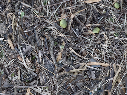 木屑无缝贴图下载-1