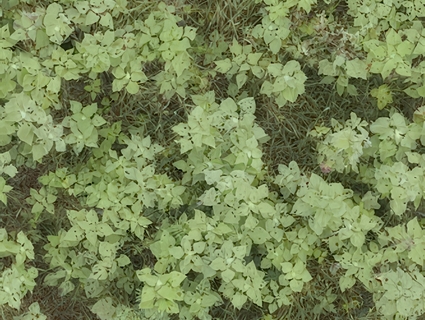 草皮地面无缝贴图下载-1