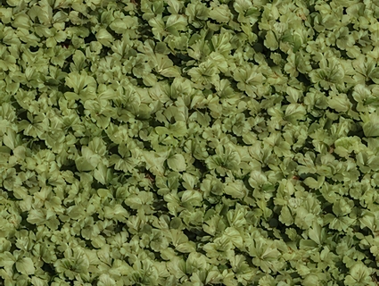 草皮地面无缝贴图下载-1