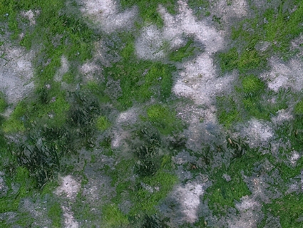 草皮地面无缝贴图下载-1