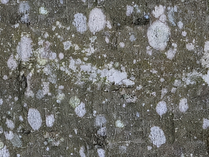 树皮无缝贴图下载-1