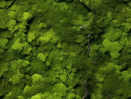 苔藓无缝贴图下载-1