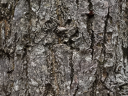 树皮无缝贴图下载-1