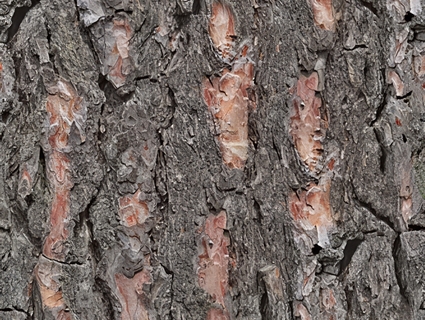 树皮无缝贴图下载-1