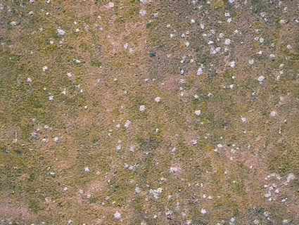 苔藓无缝贴图下载-1