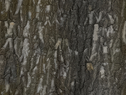 树皮无缝贴图下载-1
