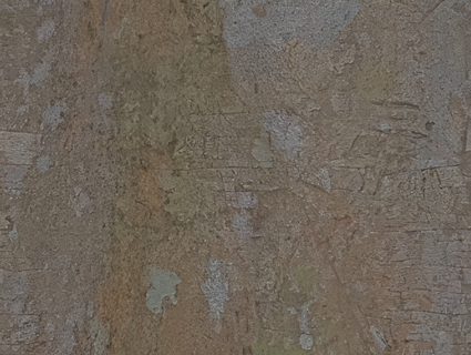 树皮无缝贴图下载-1