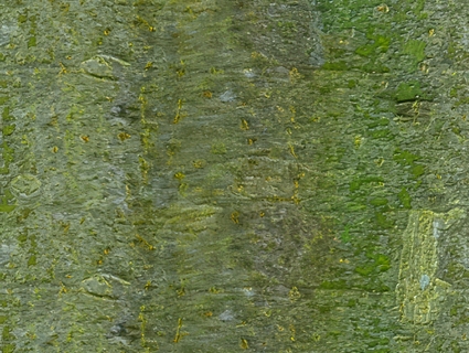 树皮无缝贴图下载-1