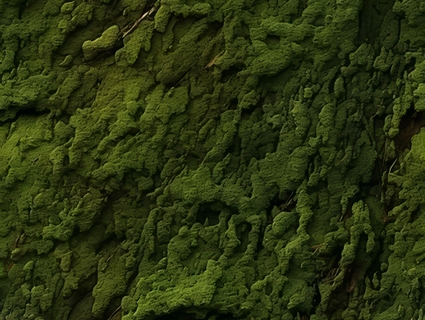 苔藓无缝贴图下载-1