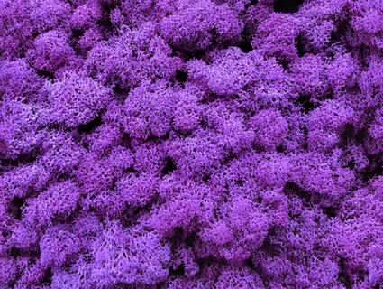 苔藓无缝贴图下载-1