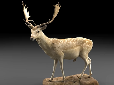 动物_宠物3D模型-1