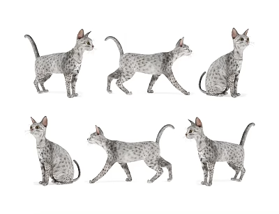 动物_宠物3D模型-1