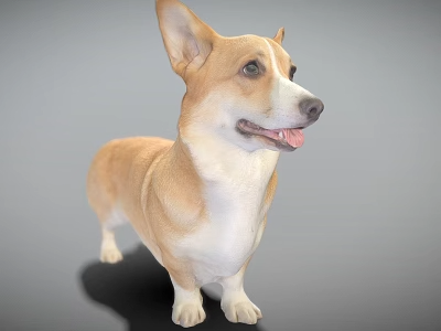 动物_宠物3D模型-1