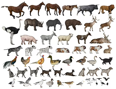 动物_宠物3D模型-1