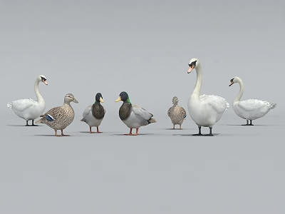 动物_宠物3D模型-1