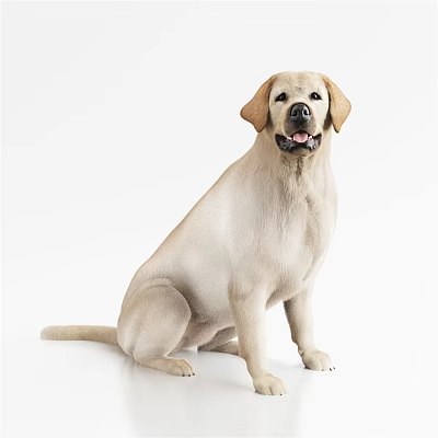 动物_宠物3D模型-1