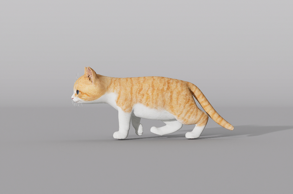 小猫-1
